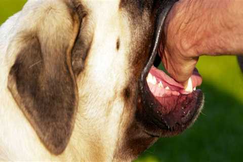 What to do if someone claims that your dog bit you?