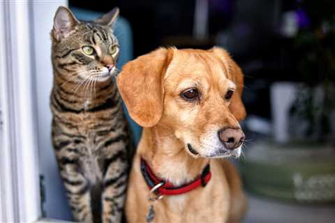 Fighting For (and Like) Cats and Dogs in Divorce