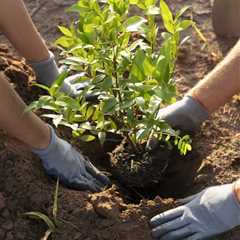 COMMON QUESTIONS ABOUT COMMERCIAL TREE PLANTING SERVICES