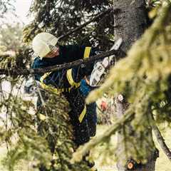 BEST PRACTICES FOR PRUNING YOUNG TREES