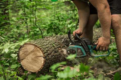 THE BASICS OF STUMP GRINDING AND REMOVAL