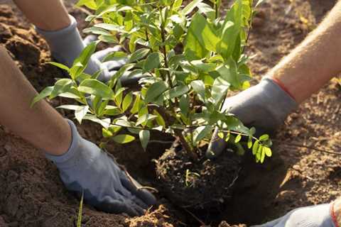 COMMON QUESTIONS ABOUT COMMERCIAL TREE PLANTING SERVICES