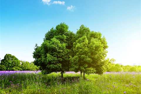 THE SCIENCE BEHIND HOW TREES REGULATE CLIMATE