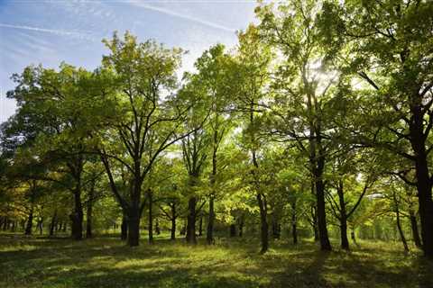 UNDERSTANDING THE DIFFERENT TYPES OF TREE DISEASES AND HOW TO IDENTIFY THEM