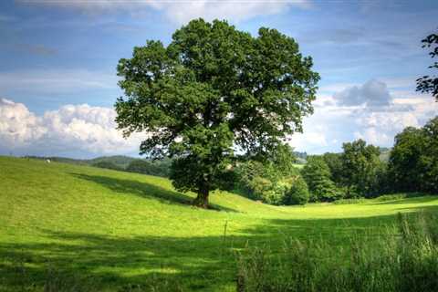 THE SCIENCE BEHIND HOW TREES IMPROVE BIODIVERSITY