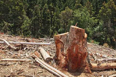 How Much Tree Stump Removal