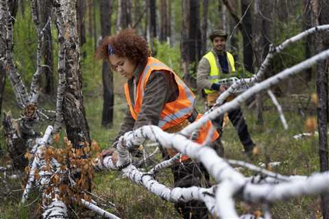 What Is the Average Cost of Removal for a Downed Tree?