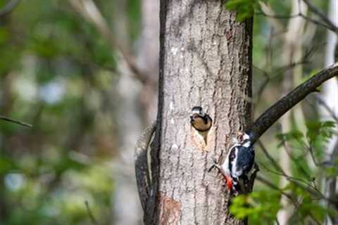 BEST PRACTICES FOR MANAGING TREE INSECTS