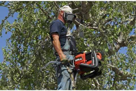 When Looking for Tree Removal What Type of Insurance Should They Have?