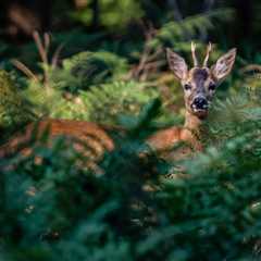 THE IMPACT OF TREES ON WILDLIFE MIGRATION IN UTAH