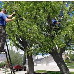 THE IMPORTANCE OF PROPER TREE CARE FOR HOME SELLERS