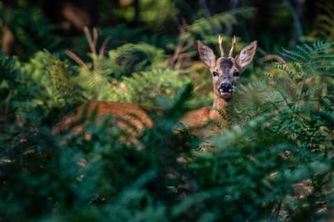 THE IMPACT OF TREES ON WILDLIFE MIGRATION IN UTAH