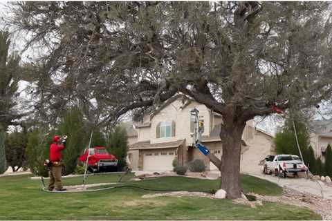 THE IMPACT OF TREES ON PROPERTY TAXES IN UTAH