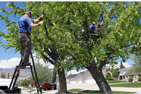 THE IMPORTANCE OF PROPER TREE CARE FOR HOME SELLERS