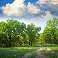 THE SCIENCE BEHIND HOW TREES IMPROVE WATER CONSERVATION