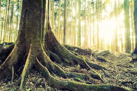 THE SCIENCE BEHIND HOW TREES HELP PREVENT SOIL EROSION