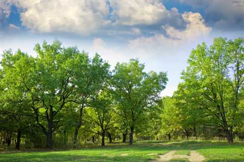 THE SCIENCE BEHIND HOW TREES IMPROVE WATER CONSERVATION