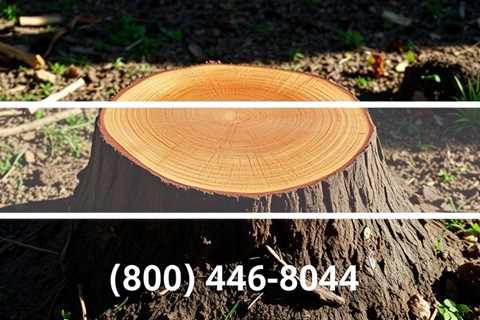 Tree Stump Removal Near Me (801) 466–8044