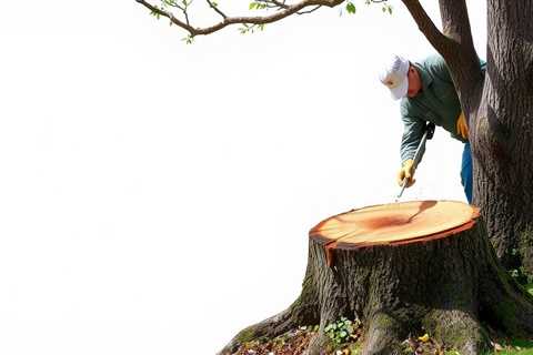 Tree Removal And Stump Grinding (801) 466–8044