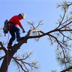 Tree Trimming Salt Lake City UT 84111 Truco Services (801) 466-8044