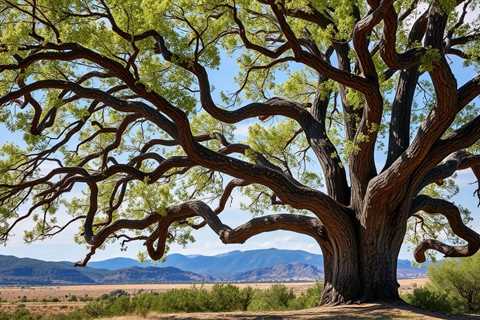 Tree Elevation Handling Riverton UT