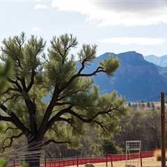 An Unbiased View Of Best Utah Tree Removal Company