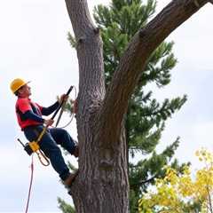 What Season Is Best For Tree Removal?