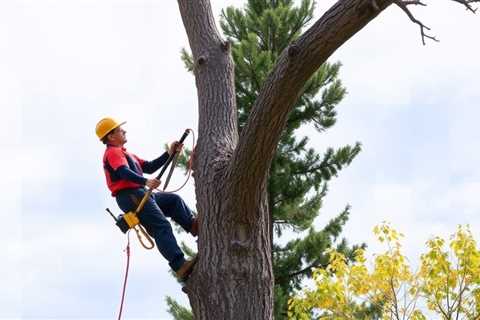 What Season Is Best For Tree Removal?